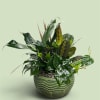 Potted green houseplant arrangement in a textured ceramic bowl