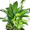 Potted arrangement of white peace lilies and green foliage in a decorative ceramic bowl