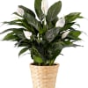 White peace lilies in a woven basket planter