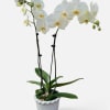 White orchid plant in a ceramic pot