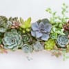 Rectangular succulent arrangement with rosette plants in a shallow planter