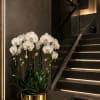 Six Luxury White Phalaenopsis orchid Arrangement designed for gifting with a Gold