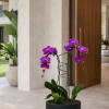 Double Luxury Purple Phalaenopsis orchid Arrangement designed for gifting with a Black