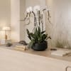 White orchids in a black pot on a reception desk