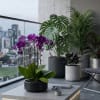 Four Luxury Purple Phalaenopsis orchid Arrangement designed for gifting with a Black