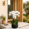 Six Luxury White Phalaenopsis orchid Arrangement designed for gifting with a Black
