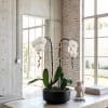 Double Luxury White Phalaenopsis orchid Arrangement designed for gifting with a Black