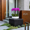 Potted purple orchids arranged in a white planter outside a modern home