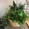 Basket of assorted green houseplants on a table