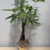 Potted money tree plant with braided trunk and green leaves