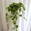 Trailing pothos plant in a white square planter