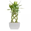 Braided lucky bamboo plant in a white ceramic pot