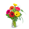 Bright gerbera daisies in a clear glass vase