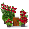 Red roses arranged in black square vases with a wooden cube centerpiece