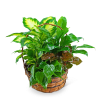 Basket of assorted green houseplants
