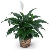 Potted peace lily plant with a white bloom in a woven basket