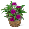 This beautiful dish garden features a variety of green plants, as well