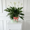 Potted peace lily with white blooms and a pink ribbon