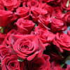 Close-up of many red roses clustered together