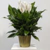 8" Spath inside Green Metal Tin