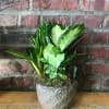 Potted green houseplant arrangement in a decorative ceramic pot