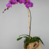 Wooden framed Phalaenopsis Orchid White or Pink. Specify color preference at checkout