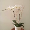 White orchid plant in a decorative white pot on a small table