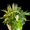Mixed green houseplants in a white wicker basket with a small angel figurine