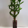 Braided lucky bamboo plant in a tall square glass vase
