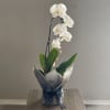 White orchid plant in a wrapped pot with a blue ribbon