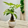 Potted money tree plant with glossy green leaves in a round white pot on a table