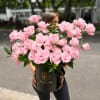 Forty pale blush roses gathered in a sleek black hatbox make a
