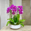 3 Orchids Plant Ceramic Vase: Phalaenopsis orchids artistically decor in our white