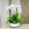 3 Orchids Plant Ceramic Vase: Phalaenopsis orchids artistically decor in our white