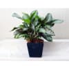 Potted green and silver variegated plant in a dark square planter