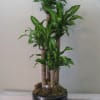 Tall potted dracaena plant with glossy green leaves in a black container
