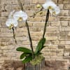 Double White Phalaenopsis Orchid Plant Set Up Into a 
Decorative Mirror Container.