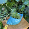 Live succulent 