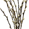 Bundle of pussy willow branches with soft catkins