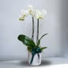 Type of Flowers: White Two-Stem Phalaenopsis Orchid Plant with ribbon and moss