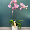 Pink orchid plant in a white pot