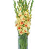 Gladiolus are the Birth Flower for August. 
*** Yellow Glads Color may