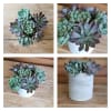 Stunning Succulent terrarium
