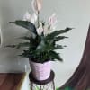 White peace lilies in a pink woven pot on a stand
