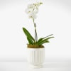 White orchid plant in a white ribbed pot