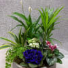 Mixed potted arrangement with white calla lilies and colorful flowering plants