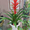 Potted bromeliad with red flower spike and long green leaves