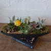 Succulent arrangement in a black shallow planter with pebbles and moss