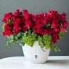 Red roses arranged in a white vase with green hydrangeas