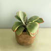 Potted succulent with broad green leaves edged in red